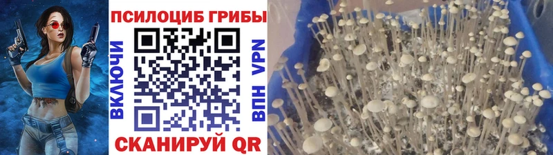Галлюциногенные грибы мицелий  Зверево 